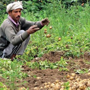 farmer-wid-potato